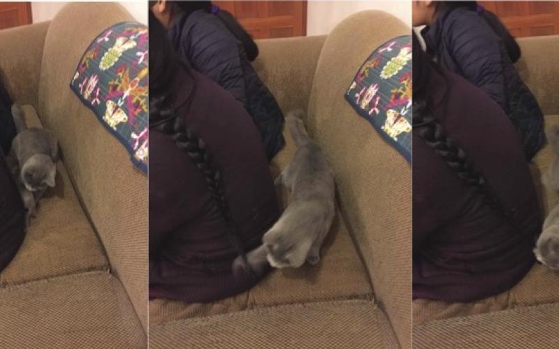 Cat Therapy