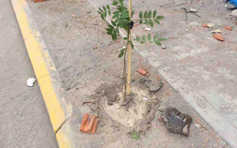 Plant