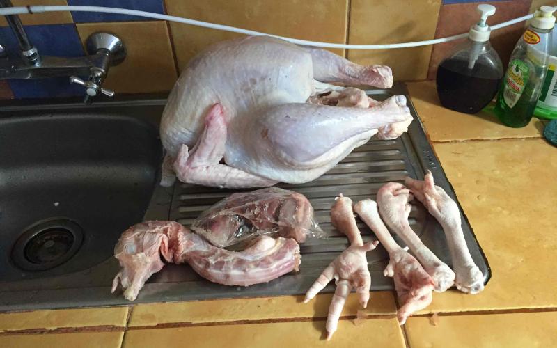 Four-legged Turkey