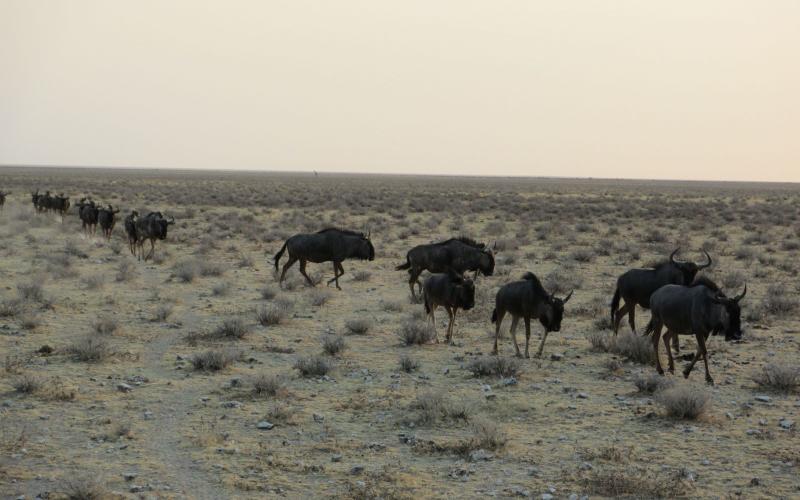 ETOSHA NATIONAL PARK