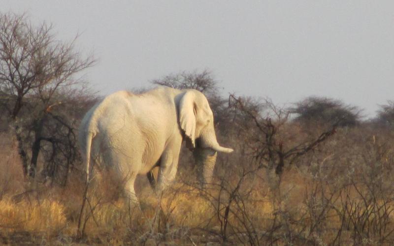 ETOSHA NP (PART TWO) - REALITY CHECK