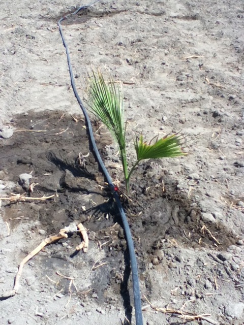 A recently-planted palm tree
