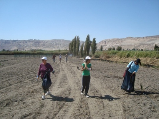 Planting Trees in Vitor, Peru